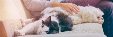 Cat pet sitters near me. Things To Know About Cat pet sitters near me. 